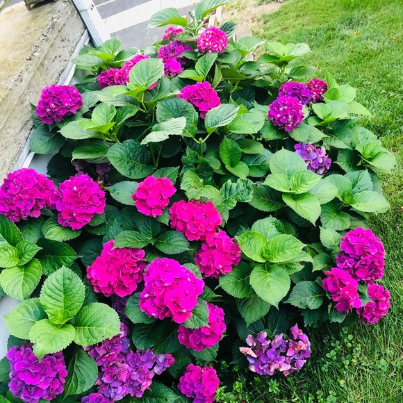 Meet your Posher, Perri - Picture 10 of 10